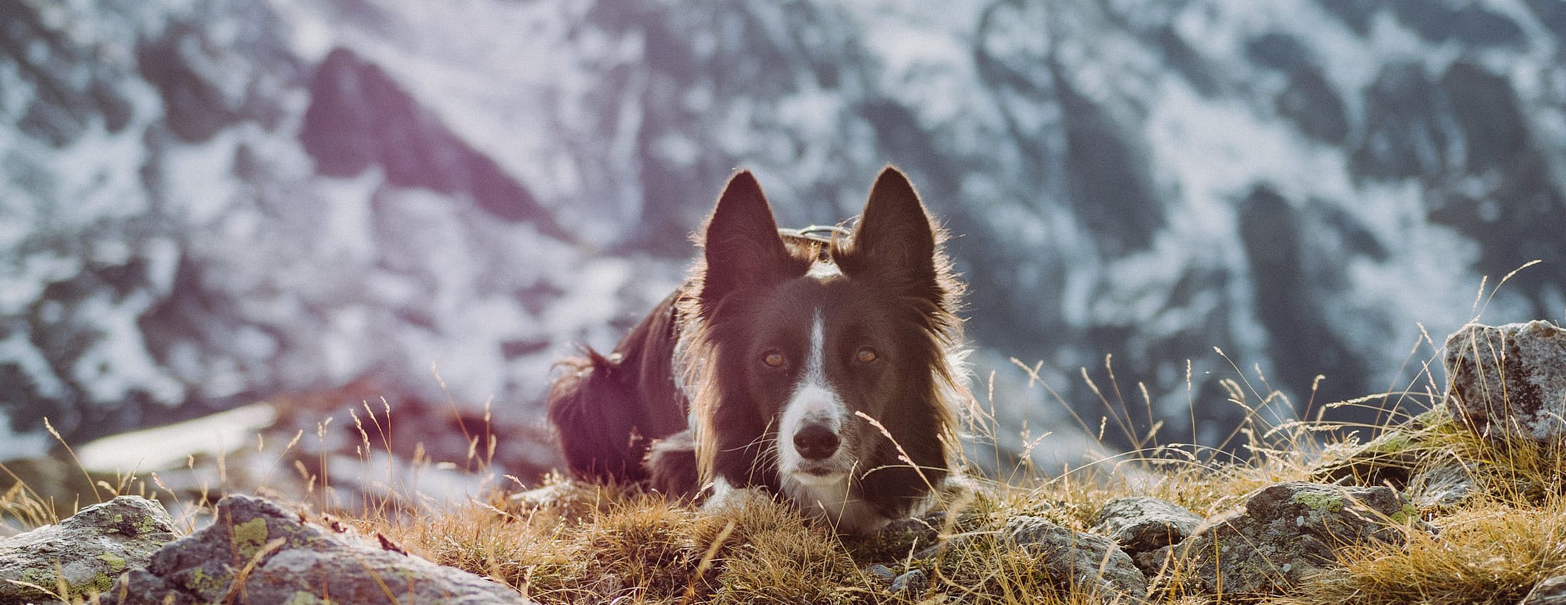 Schwarz-weißer Hund liegt aufmerksam im Gras mit verschneiten Bergen im Hintergrund