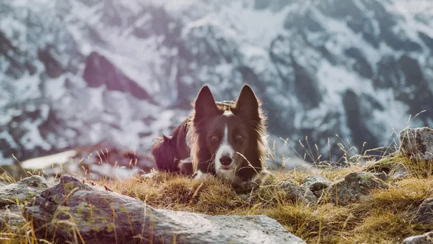 Schwarz-weißer Hund liegt aufmerksam im Gras mit verschneiten Bergen im Hintergrund