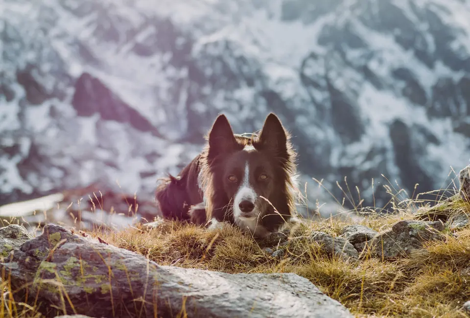 Schwarz-weißer Hund liegt aufmerksam im Gras mit verschneiten Bergen im Hintergrund